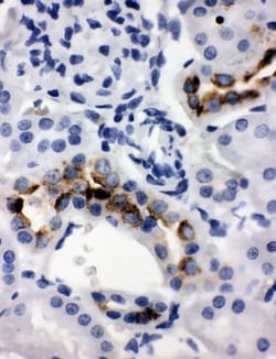 Invitrogen Kallikrein 1 Polyclonal Antibody 100 &mu;g; Unconjugated:Antibodies,