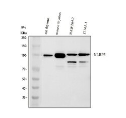 Invitrogen NLRP3 Polyclonal Antibody 100 &mu;g; Unconjugated:Antibodies,