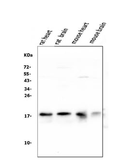 Invitrogen NME2 Polyclonal Antibody 100 &mu;g | Buy Online | Invitrogen&trade; | Fisher Scientific