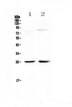 Invitrogen NMU Polyclonal Antibody 100 &mu;g; Unconjugated:Antibodies,