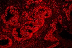 Invitrogen NONO Polyclonal Antibody 100 &mu;g; Unconjugated:Antibodies,