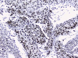 Invitrogen NONO Polyclonal Antibody 100 &mu;g; Unconjugated:Antibodies,