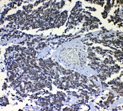 Invitrogen NONO Polyclonal Antibody 100 &mu;g; Unconjugated:Antibodies,