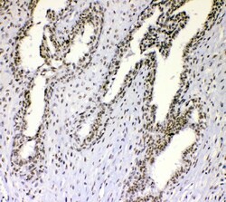 Invitrogen NONO Polyclonal Antibody 100 &mu;g; Unconjugated:Antibodies,