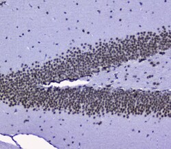 Invitrogen NONO Polyclonal Antibody 100 &mu;g; Unconjugated:Antibodies,