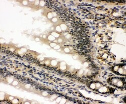 Invitrogen NONO Polyclonal Antibody 100 &mu;g; Unconjugated:Antibodies,