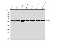 Invitrogen NONO Polyclonal Antibody 100 &mu;g; Unconjugated:Antibodies,