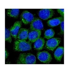Invitrogen NOV Polyclonal Antibody 100 &mu;g; Unconjugated:Antibodies,