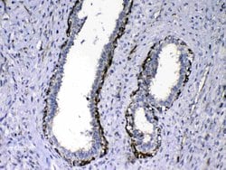 Invitrogen NOV Polyclonal Antibody 100 &mu;g; Unconjugated:Antibodies,