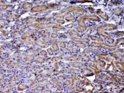 Invitrogen NOV Polyclonal Antibody 100 &mu;g; Unconjugated:Antibodies,