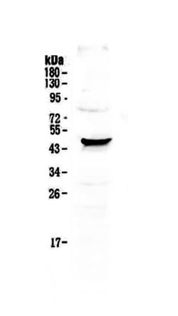 Invitrogen NOV Polyclonal Antibody 100 &mu;g; Unconjugated:Antibodies,