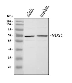 Invitrogen NOX1 Polyclonal Antibody 100 &mu;g; Unconjugated:Antibodies