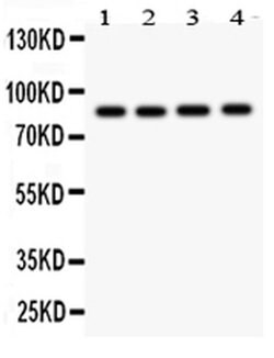 Invitrogen NOX5 Polyclonal Antibody 100 &mu;g; Unconjugated:Antibodies,