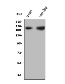 Invitrogen Nephrin Polyclonal Antibody 100 &mu;g; Unconjugated:Antibodies,