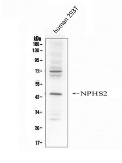 Invitrogen Podocin Polyclonal Antibody 100 &mu;g | Buy Online | Invitrogen&trade; | Fisher Scientific