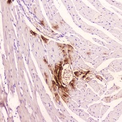 Invitrogen ANP Polyclonal Antibody 100 &mu;g; Unconjugated:Antibodies,