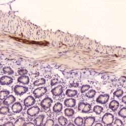 Invitrogen ANP Polyclonal Antibody 100 &mu;g; Unconjugated:Antibodies,