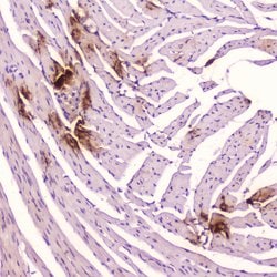 Invitrogen ANP Polyclonal Antibody 100 &mu;g; Unconjugated:Antibodies,