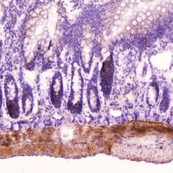 Invitrogen ANP Polyclonal Antibody 100 &mu;g; Unconjugated:Antibodies,
