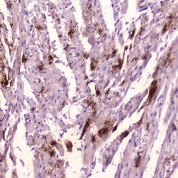 Invitrogen ANP Polyclonal Antibody 100 &mu;g; Unconjugated:Antibodies,