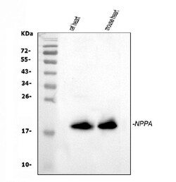 Invitrogen ANP Polyclonal Antibody 100 &mu;g; Unconjugated:Antibodies,