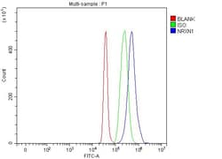 Invitrogen NRXN1 Polyclonal Antibody 100 &mu;g; Unconjugated:Antibodies,