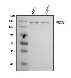 Invitrogen NRXN1 Polyclonal Antibody 100 &mu;g; Unconjugated:Antibodies,