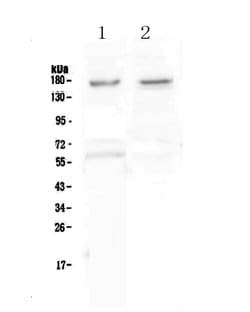 Invitrogen NRXN1 Polyclonal Antibody 100 &mu;g; Unconjugated:Antibodies,