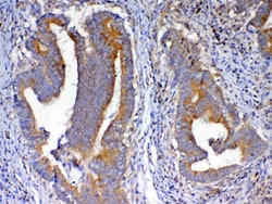 Invitrogen NSF Polyclonal Antibody 100 &mu;g; Unconjugated:Antibodies,