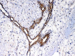 Invitrogen NSF Polyclonal Antibody 100 &mu;g; Unconjugated:Antibodies,