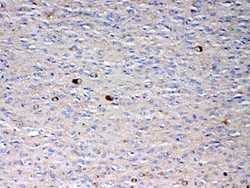 Invitrogen NSF Polyclonal Antibody 100 &mu;g; Unconjugated:Antibodies,