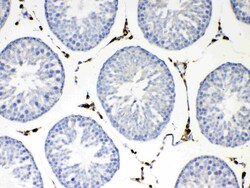 Invitrogen NSF Polyclonal Antibody 100 &mu;g; Unconjugated:Antibodies,