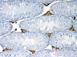 Invitrogen NSF Polyclonal Antibody 100 &mu;g; Unconjugated:Antibodies,