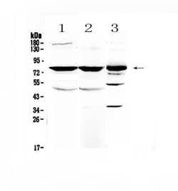 Invitrogen NSF Polyclonal Antibody 100 &mu;g; Unconjugated:Antibodies,