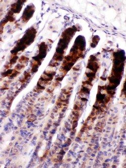 Invitrogen NUCB2 Polyclonal Antibody 100 &mu;g; Unconjugated:Antibodies,