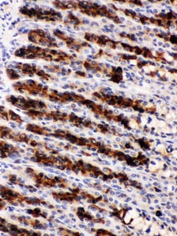 Invitrogen NUCB2 Polyclonal Antibody 100 &mu;g; Unconjugated:Antibodies,