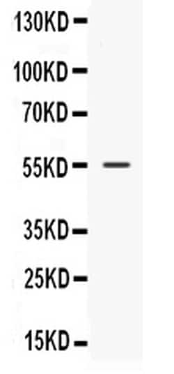 Invitrogen NUCB2 Polyclonal Antibody 100 &mu;g; Unconjugated:Antibodies,