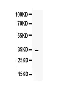 Invitrogen Mimecan Polyclonal Antibody 100 &mu;g; Unconjugated:Antibodies,