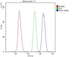 Invitrogen OPA1 Polyclonal Antibody 100 &mu;g; Unconjugated:Antibodies,