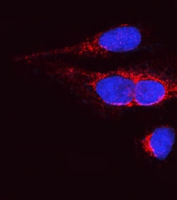 Invitrogen OPA1 Polyclonal Antibody 100 &mu;g; Unconjugated:Antibodies,