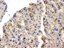 Invitrogen OPA1 Polyclonal Antibody 100 &mu;g; Unconjugated:Antibodies,