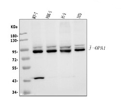 Invitrogen OPA1 Polyclonal Antibody 100 &mu;g; Unconjugated:Antibodies,