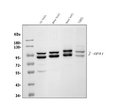 Invitrogen OPA1 Polyclonal Antibody 100 &mu;g; Unconjugated:Antibodies,