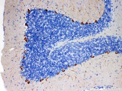 Invitrogen EBP1 Polyclonal Antibody 100 &mu;g | Buy Online | Invitrogen&trade; | Fisher Scientific