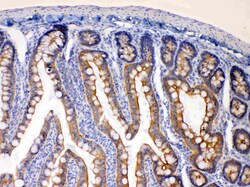 Invitrogen EBP1 Polyclonal Antibody 100 &mu;g | Buy Online | Invitrogen&trade; | Fisher Scientific