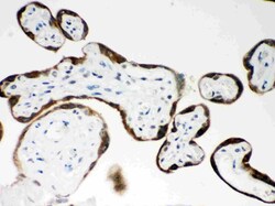 Invitrogen PAPPA Polyclonal Antibody 100 &mu;g; Unconjugated:Antibodies,