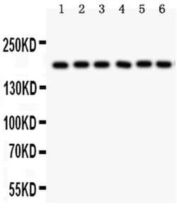 Invitrogen PAPPA Polyclonal Antibody 100 &mu;g; Unconjugated:Antibodies,