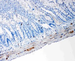 Invitrogen PC1/3 Polyclonal Antibody 100 &mu;g; Unconjugated:Antibodies,
