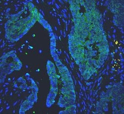 Invitrogen PC1/3 Polyclonal Antibody 100 &mu;g; Unconjugated:Antibodies,