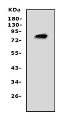 Invitrogen PCSK4 Polyclonal Antibody 100 &mu;g; Unconjugated:Antibodies,